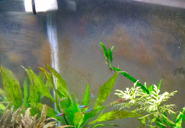 갈색 이끼 규조류 없애는 법 Brown Algae